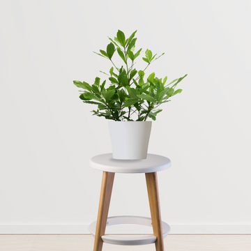 Miracle fruit plant for exotic gardens